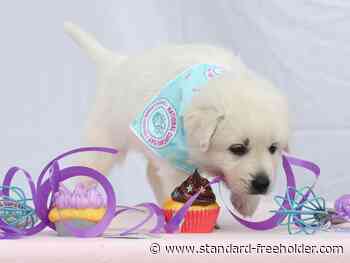 Virtual Cupcake Day activities raised $3000 in Cornwall and area - Standard Freeholder