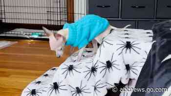 WATCH:  This visually impaired chihuahua found a clever way to climb stairs
