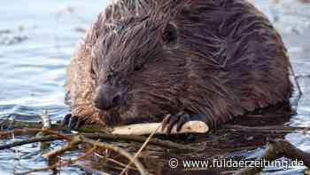Fulda: 60 bis 70 Bieber leben derzeit allein im Stadtgebiet - Fuldaer Zeitung