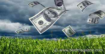 Planning on putting your calves out on wheat pasture?