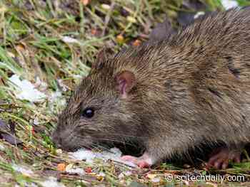 Forget Mammoths – These Scientists Are Working To Resurrect the Extinct Christmas Island Rat Through DNA Editing