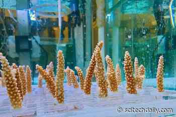 Corals Can Be “Trained” To Tolerate Heat Stress From Climate Change