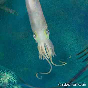 Hail to the Squid – New Species of Extinct Vampire-Squid-Like Cephalopod With 10 Arms Named After Biden