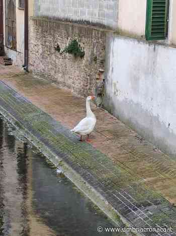 Foligno, la storia dell'oca domestica intrappolata nel condotto fognario - Il quotidiano che racconta l'Umbria - Umbria Cronaca