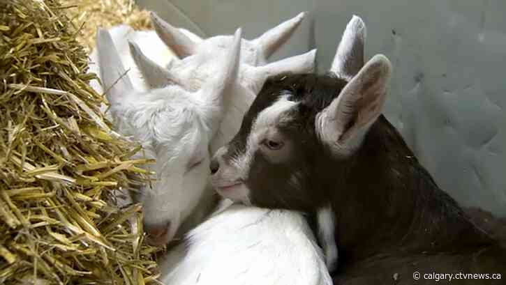 Free, family-friendly Aggie Days returns to Stampede Park