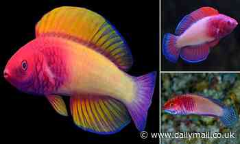 Stunning new rainbow-coloured fish is discovered off the coast of the Maldives 