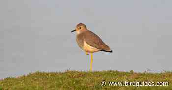 Lucy McRobert: on the road to Hull - Birdguides