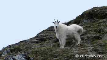 Mountain goat population declining in British Columbia: study - CFJC Today Kamloops