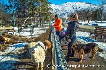 Skateboard track eyed for Westsyde Centennial Park - Kamloops This Week