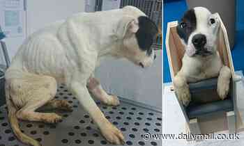 Genetic test for deadly disease that prevents dogs from swallowing has been developed