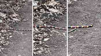 Rarely seen coral snake spotted on hiking trail at Lost Maples - KSAT San Antonio