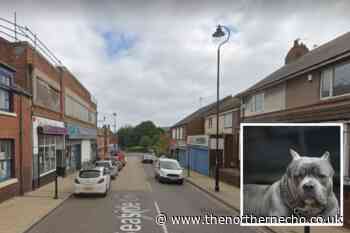 Woman hospitalised after Pitbull attacks her outside County Durham shop - The Northern Echo