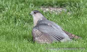 Durham columnist hears 'kerfuffle', spots seldom-seen raptor - durhamregion.com