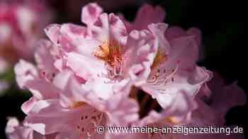 Rhododendron schneiden: Achtung bei der Pflege der beliebten Pflanze