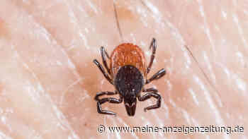 Tropische Zeckenarten breiten sich in Deutschland aus – und bringen gefährliche Krankheiten mit