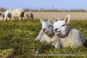 Dog owners asked to keep pets on leads during lambing season