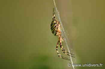Balade naturaliste : le monde des insectes Ecluse, mercredi 6 juillet 2022 - Unidivers
