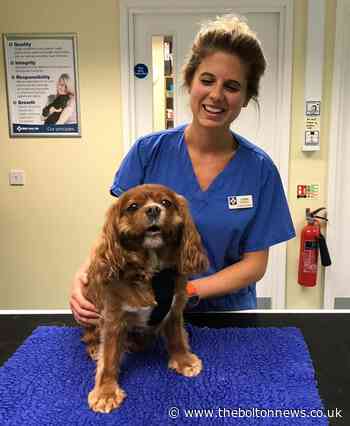 Bolton pet owners warned about spike in vomiting and diarrhoea disease in dogs - The Bolton News