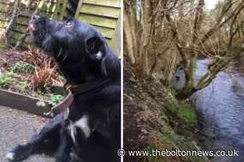 Bolton: Farnworth resident rescues couple's dog from river - The Bolton News