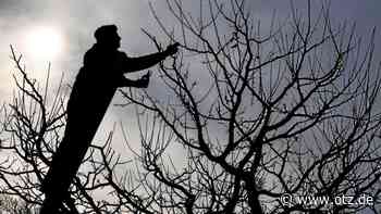 Röttelmischer Kellerei bietet Kurse im Obstbaumschnitt an - Ostthüringer Zeitung