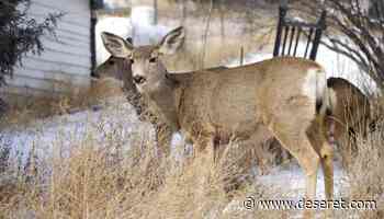 New coronavirus variant: COVID-19 spreads rapidly through deer - Deseret News