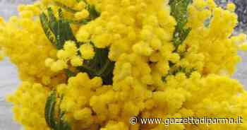 Sequestrati oltre 330 mazzi di mimose vendute abusivamente - Gazzetta di Parma