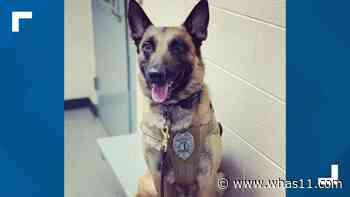 Beloved Shepherdsville Police K-9 officer 'Dash' killed during investigation - WHAS11.com