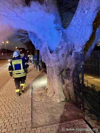 ▷ Eppingen: Baum in Brand - Eppingen.org