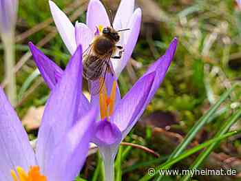 Die Mittagssonne macht es möglich ! - Lutherstadt Wittenberg - myheimat.de