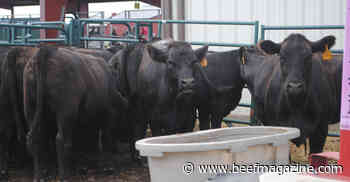 Opportunities, challenges for beef industry
