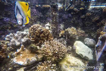 Coral resiliency offers encouraging signs despite warming oceans