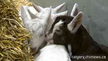 Calgary Stampede brings back Aggie Days following 2 years of COVID-19-related cancellations | CTV News - CTV News Calgary