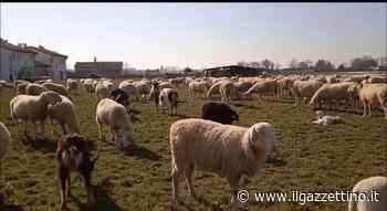 Sorpresa a Silea: un gregge di pecore invade i campi Video - ilgazzettino.it