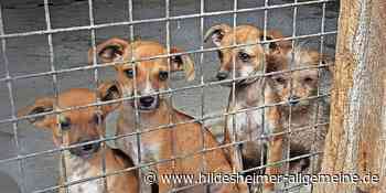 So nimmt ein Tierschutzverein aus dem Kreis Hildesheim Flüchtlingen in Rumänien eine Sorge ab - www.hildesheimer-allgemeine.de