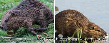 Biber oder Nutria: Was schwimmt da in der Innerste im Kreis Hildesheim? - www.hildesheimer-allgemeine.de