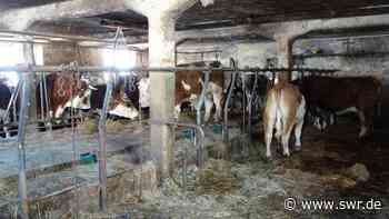 Tierschützer: Vernachlässigte Rinder in Ehingen "kein Einzelfall" - SWR Aktuell