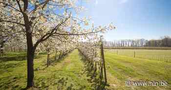 Stad Bilzen pakt uit met nieuw bloesemfestival 'Lumineus' - Het Laatste Nieuws