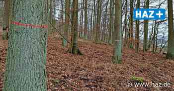 Landesforsten verschönern Waldrand am Spielbrink bei Springe - HAZ