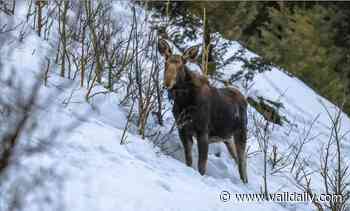 'Very aggressive moose' closes ski run at Beaver Creek - Vail Daily