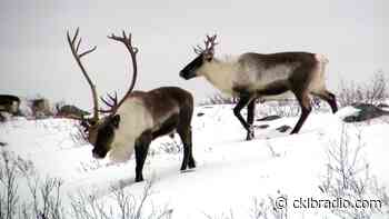 Bluenose-East caribou maybe recovering; Bathurst continue to drop - CKLB News