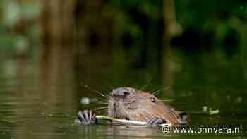 Bever graaft lek in dijk langs de Hunze in Drenthe - Vroege Vogels - BNNVARA - BNNVARA