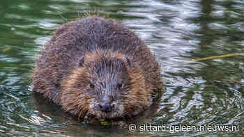 Evenwichtig samenleven met de bever - Sittard-Geleen.nieuws.nl