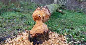 Bever klaart klus op eilandje in Goorlooppark - Eindhovens Dagblad