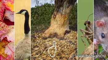 Van bever tot kleine wintervlinder | Nu in de natuur - Vroege Vogels - BNNVARA - BNNVARA
