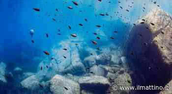 Capri, maxi inchiesta sulla pesca di datteri: condannato a sei anni il capo pescatore - ilmattino.it
