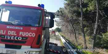 Pini marittimi rischiano di cadere sulla statale 16, accorrono i Vigili del fuoco - Termoli Online