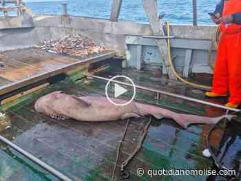 Uno squalo dagli occhi verdi pescato al largo di Termoli (FOTO E VIDEO) - quotidianomolise.com - Il Quotidiano del Molse