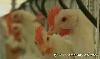 DA suspends transport of live birds from Luzon to MIMAROPA, Visayas, Mindanao for 30 days - GMA News Online