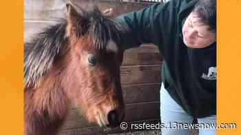 Wild horse separated from mother on Outer Banks, recovering from pneumonia