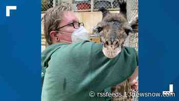 Virginia Zoo offers Breakfast with the Animals, summer concerts, paint shows in 2022